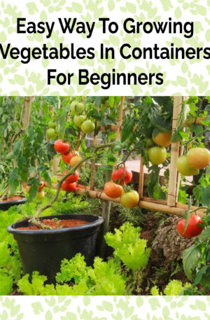 Easy Way To Growing Vegetables In Containers For Beginners